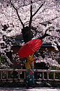 cherrytreeinbloom:

Lady in kimono at Heian-jingu shrine, Kyoto
Visit d.hatena.ne.jp