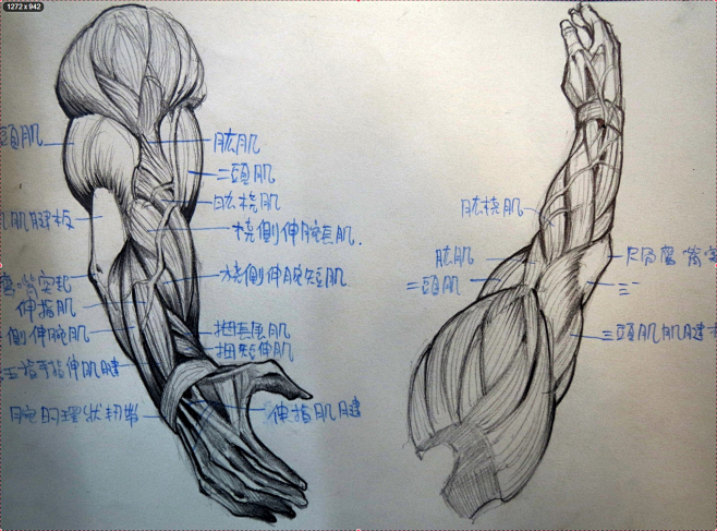 手臂肌肉略帶透視