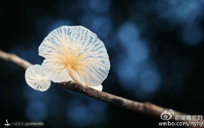 植物(菌类)