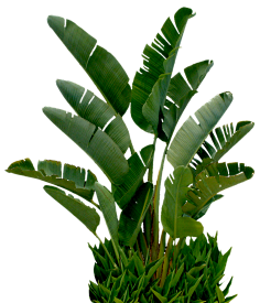 L李多遥远采集到免抠-动植物水果花卉