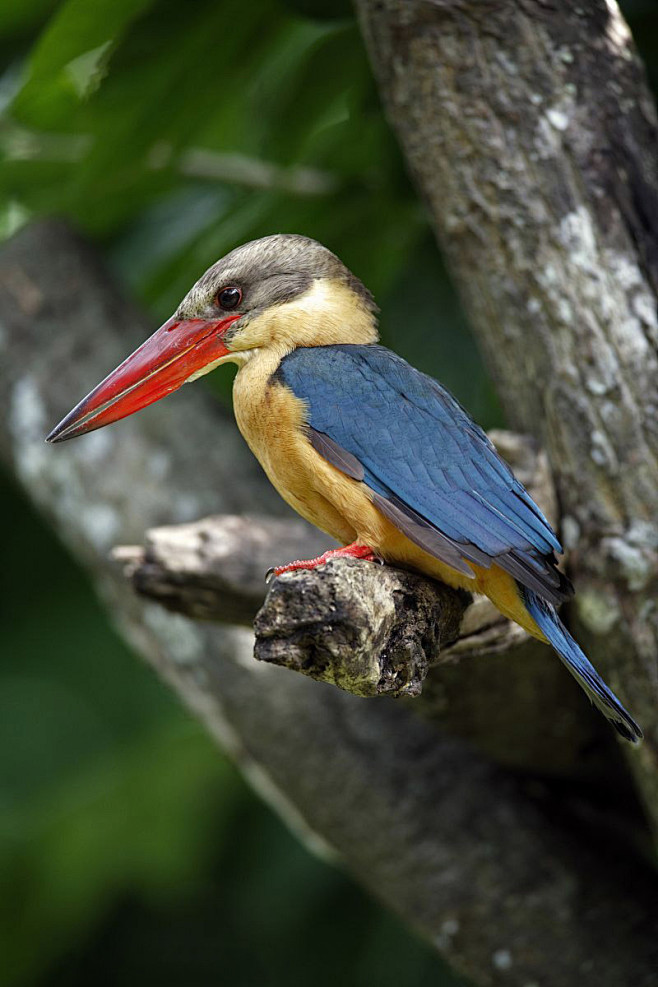 佛法僧目翠鸟科鹳嘴翡翠属鹳嘴翡翠