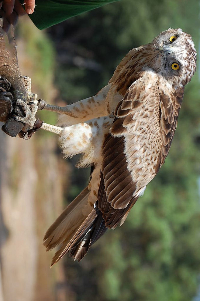 鹰形目鹰科短尾雕属短趾雕
