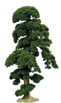 芬兰人采集到花草