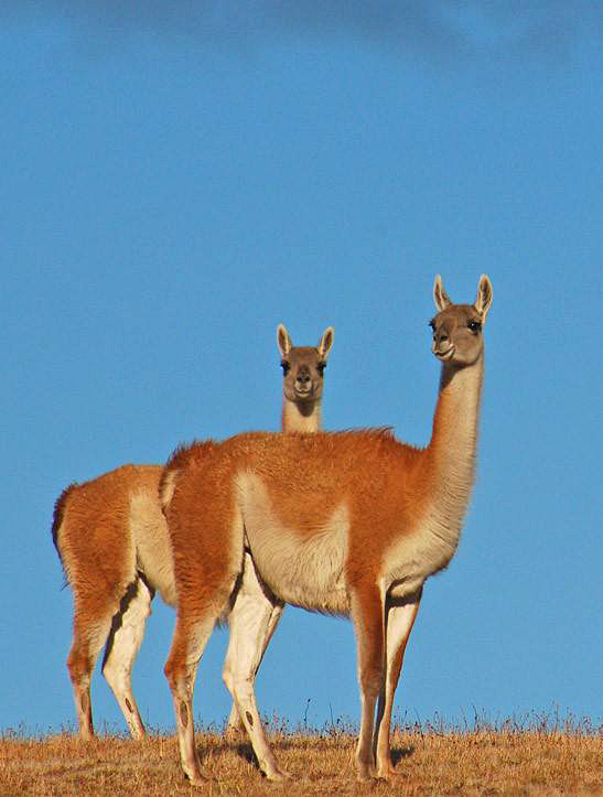 偶蹄目·胼足亚目·骆驼科:原驼