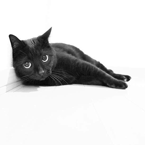 日本一位猫主人ryotukoro家的黑猫pchan的黑白日常67676767