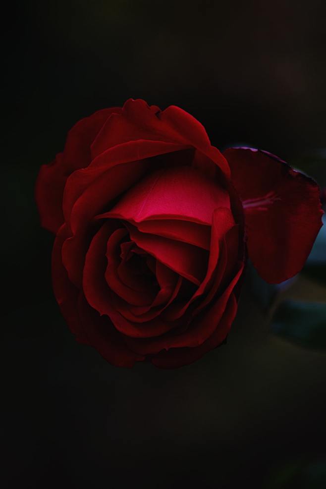 红玫瑰花竖屏图片