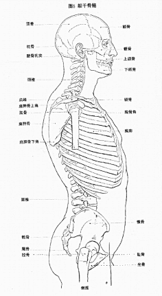 人體肌肉結構