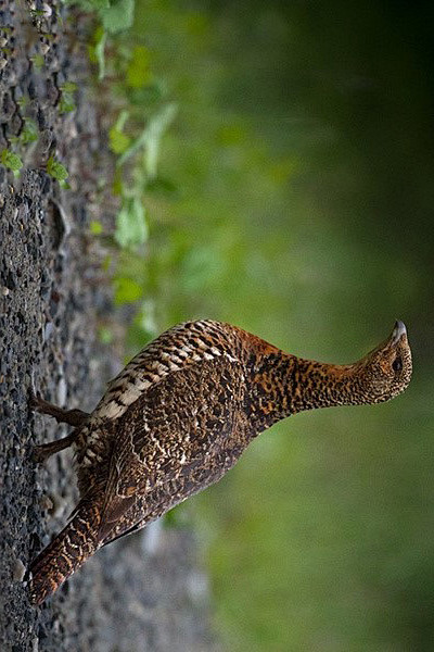 鸡形目雉科松鸡属松鸡雌