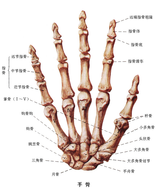 手部解剖图解 结构图片