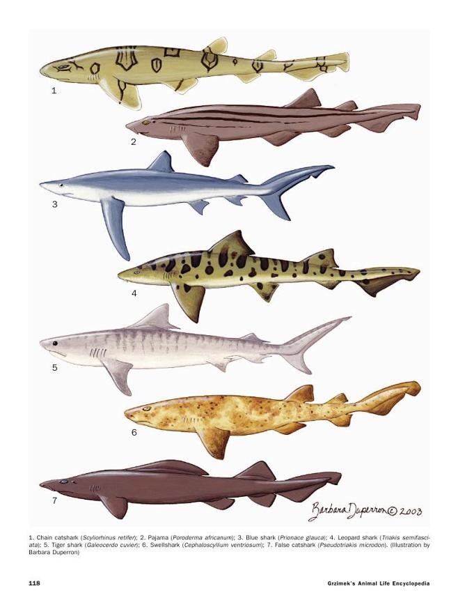 鲨鱼的种类名称图片