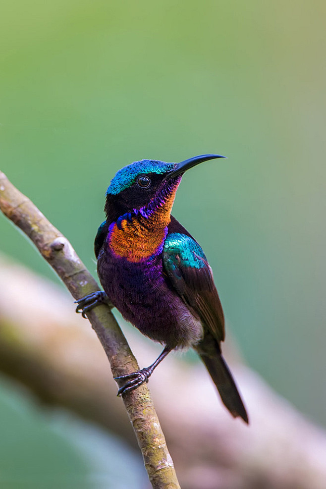 紫喉花蜜鸟图片