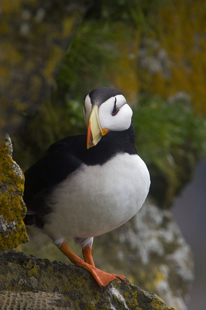 鸻形目海雀科海鹦属角海鹦