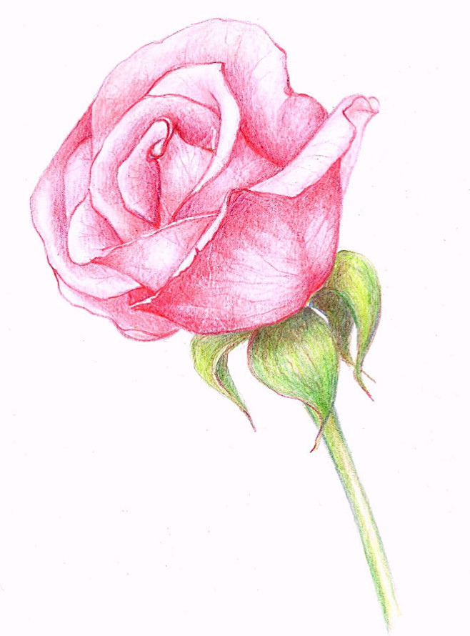 玫瑰花图画简单图片