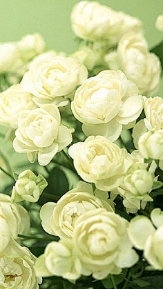 紫白蓝 花瓣网 陪你做生活的设计师 美的让人发疯