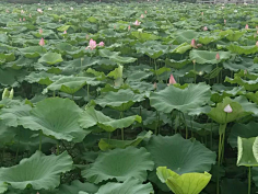 忘川漪涟采集到我拍摄的花花草草