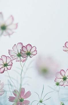 Me1210采集到那些花儿