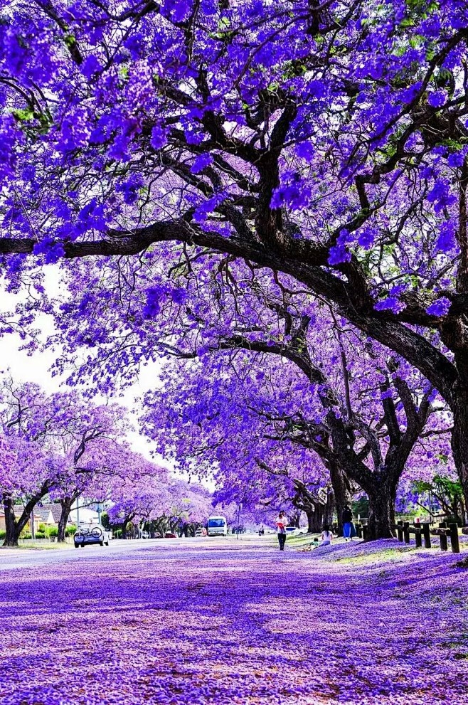 蓝花楹美景