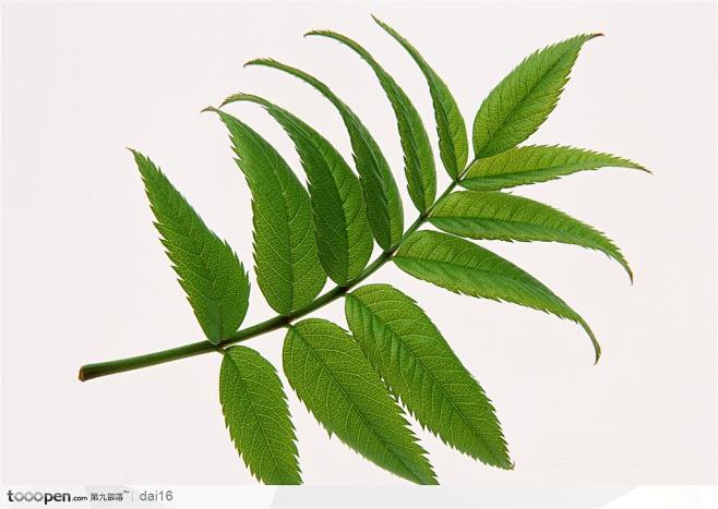 漂亮树叶椿树叶