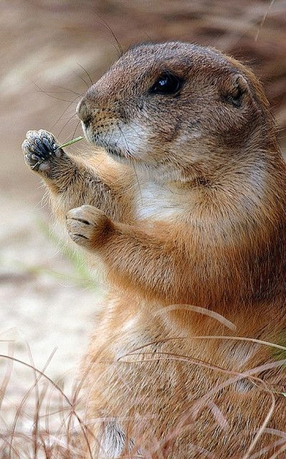 prairiedogcutestpaw