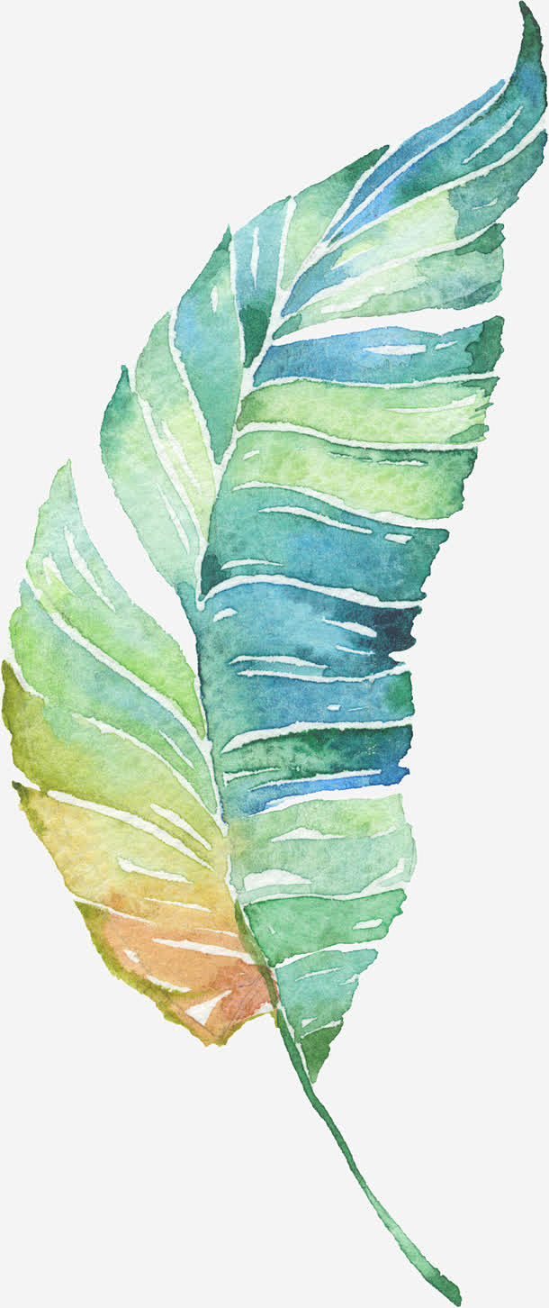 手绘小清新植物插画树叶