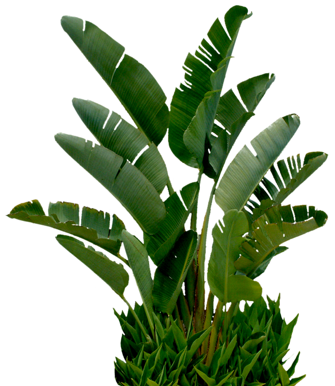 vansans采集到植物
