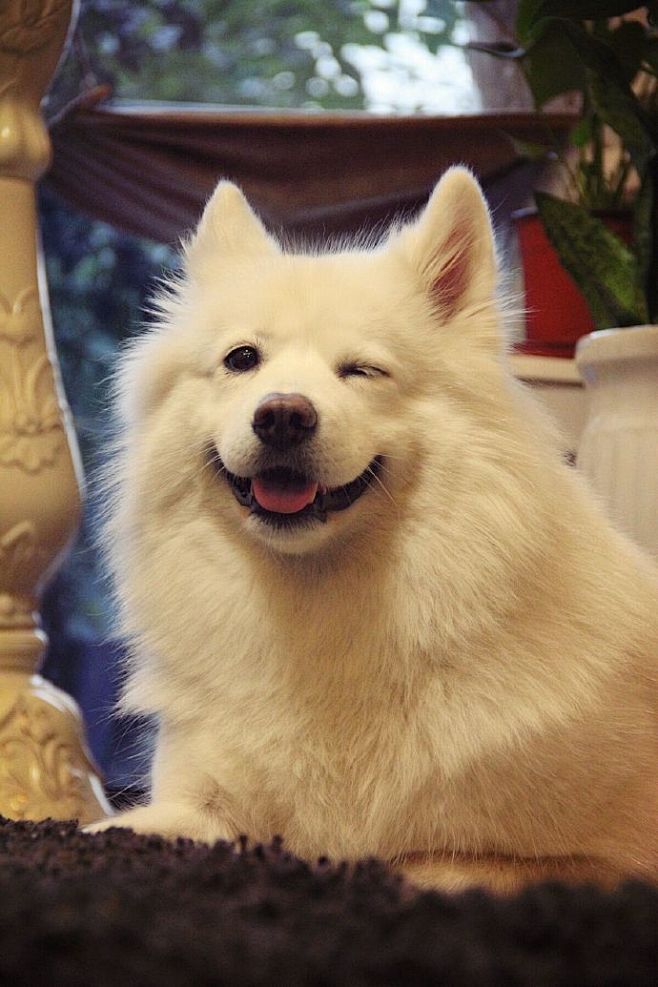 动物们开心的笑脸据说看到就有好运气