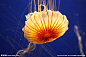 水母摄影图__海洋生物_生物世界_摄影图库_昵图网nipic.com