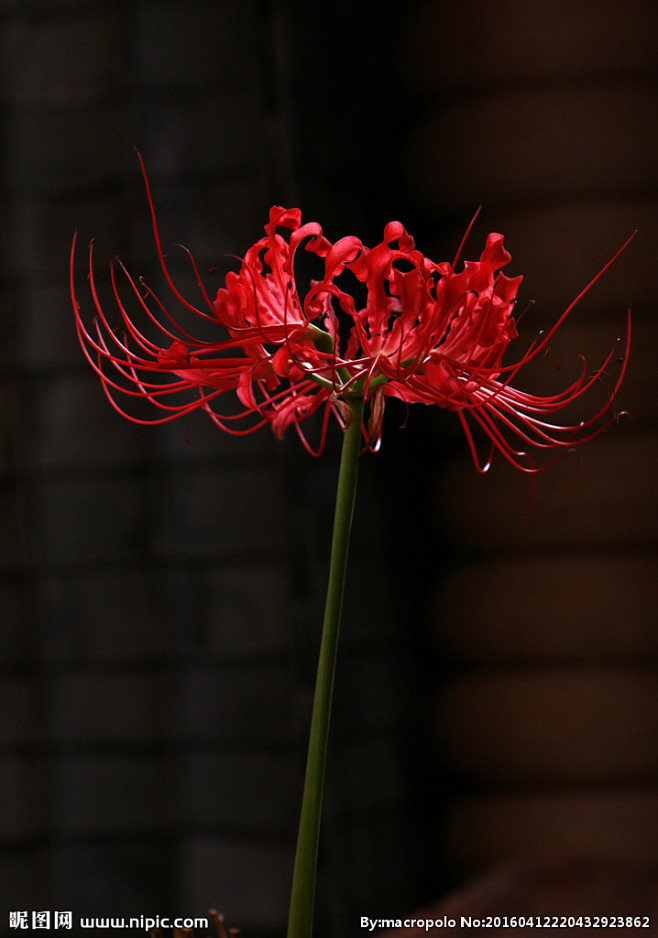 彼岸花曼珠沙华