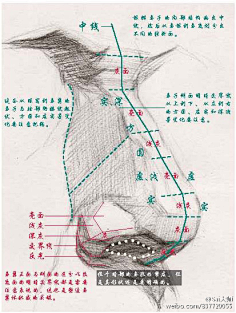 晟逸采集到素描临摹