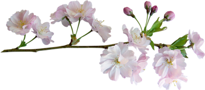 通过花瓣chrome扩展采集于2017-03-22 17:01:237161花枝招展&amp