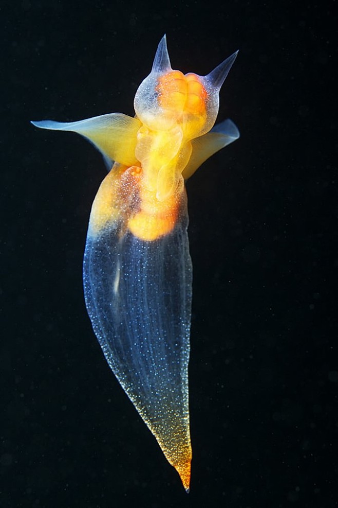 alexandersemenov海洋生物摄影作品