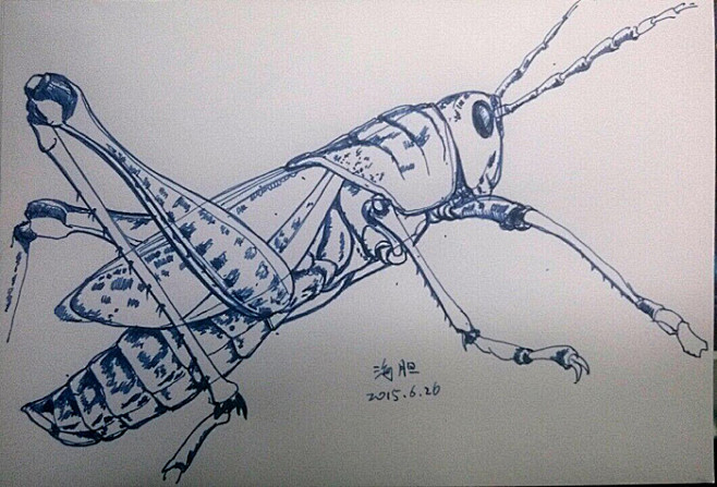 dennywoo从尘埃落定·转采于2018-05-03 20:42:57钢笔速写,蚂蚱线描