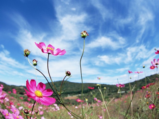 陽光下的鮮花圖片