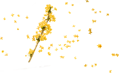 复岁采集到素材