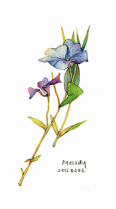 再无觅处采集到淡淡的水彩☆Plant