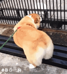 清┈落采集到柯基
