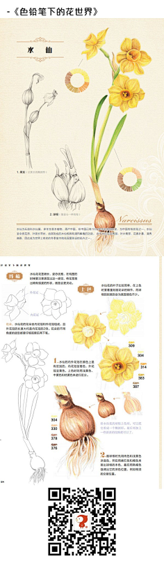 瑾喻采集到彩铅教程(静物)