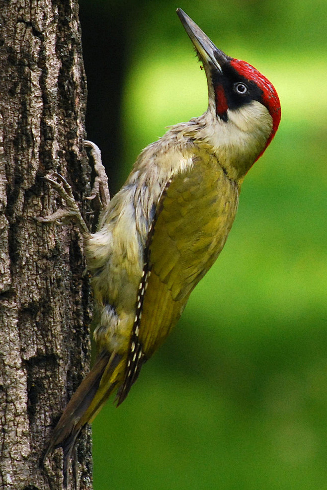 鴷形目啄木鸟科绿啄木鸟属欧洲绿啄木鸟