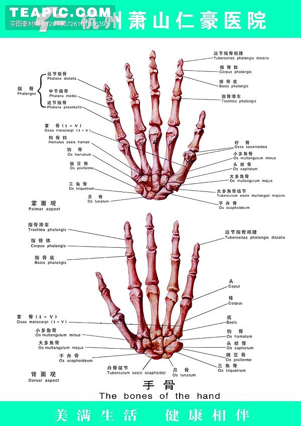 手部骨解剖图解图片