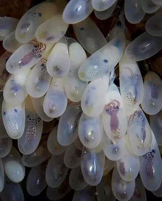 震撼的照片你可能没见过章鱼蛋