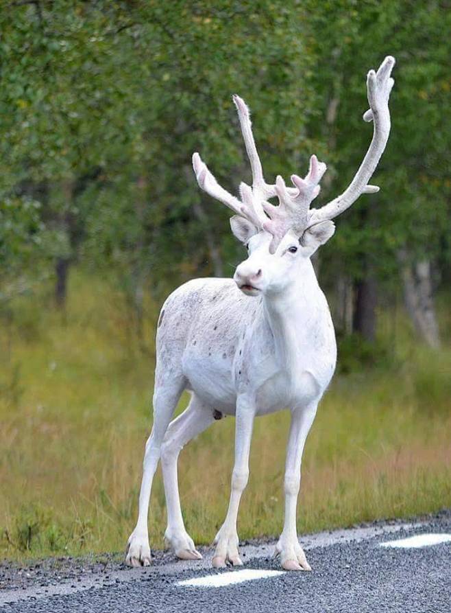 白鹿图片动物唯美图片