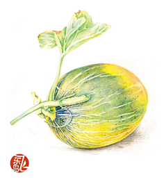 黄丝绿采集到彩铅