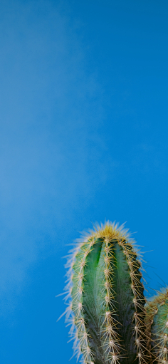 🌺智者懂得隐忍🌺采集到仙人掌与花