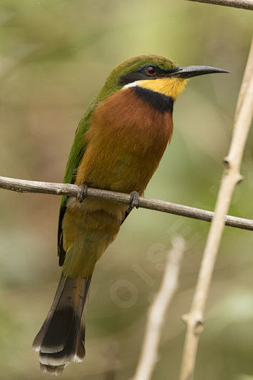 佛法僧目蜂虎科蜂虎属红胸蜂虎