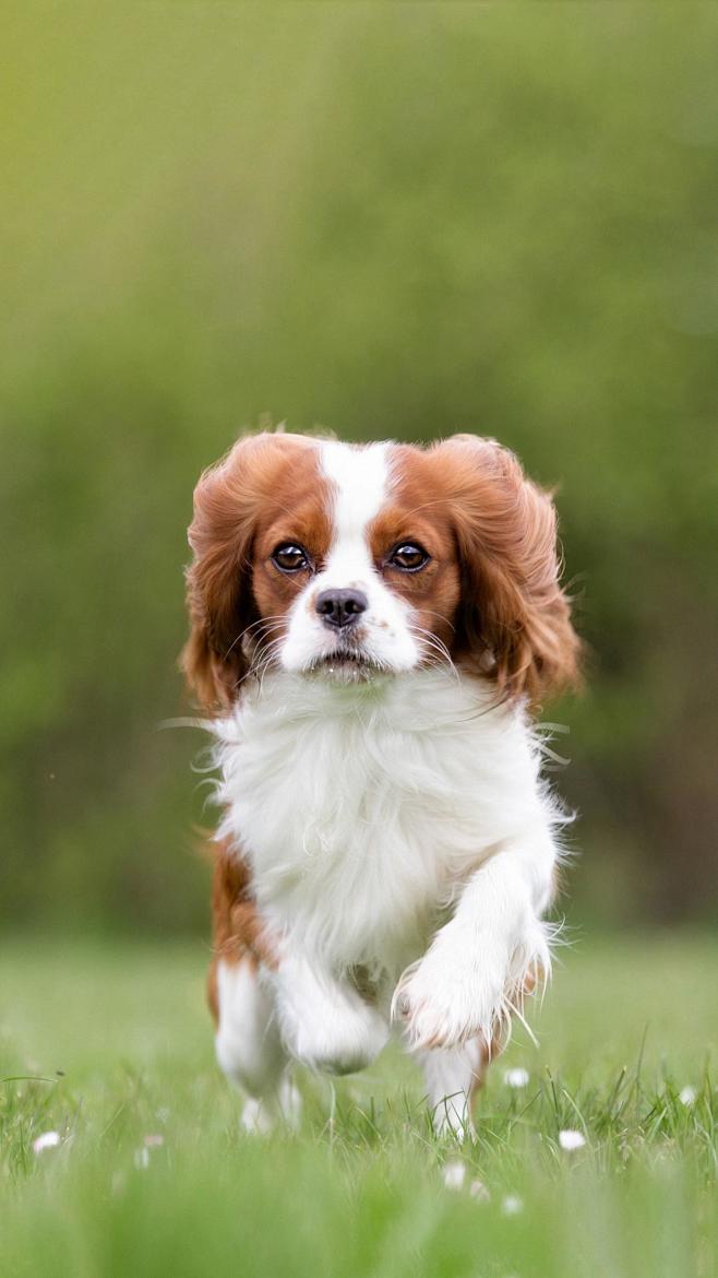 查理王小猎犬是一种活泼文雅的小型猎犬