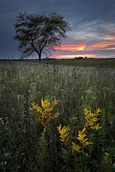 草原 花瓣网 陪你做生活的设计师 伊利诺伊州内珀维尔 春溪草原自然保护区