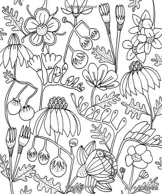 13:35:43各种植物线稿植物手绘百科全书系列,造型多样更有艺术性插画