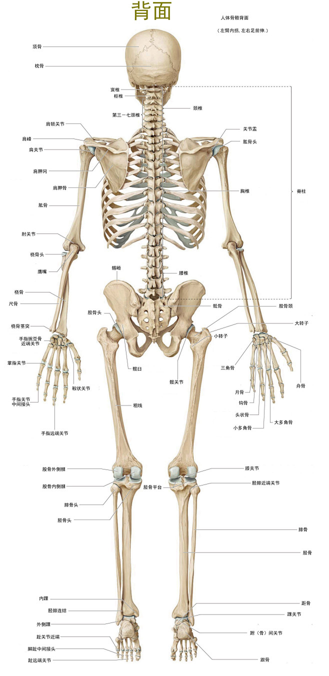 人体所有骨的详细分类图片