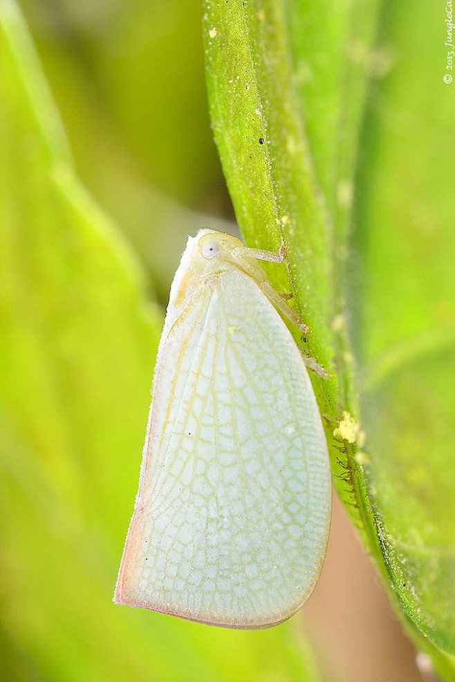 同翅目蜡蝉科蜡蝉属白蛾蜡蝉