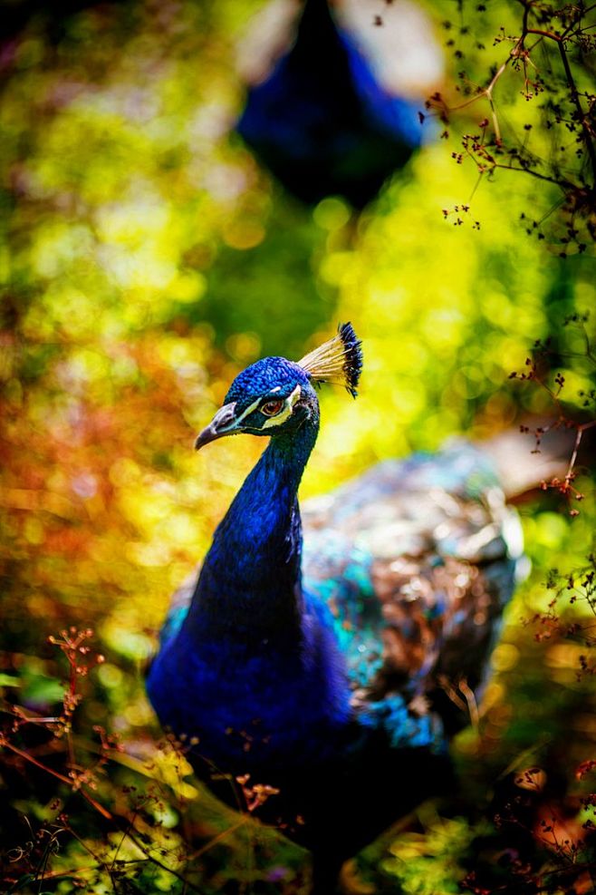 peacock in new zealand 孔雀在新西兰